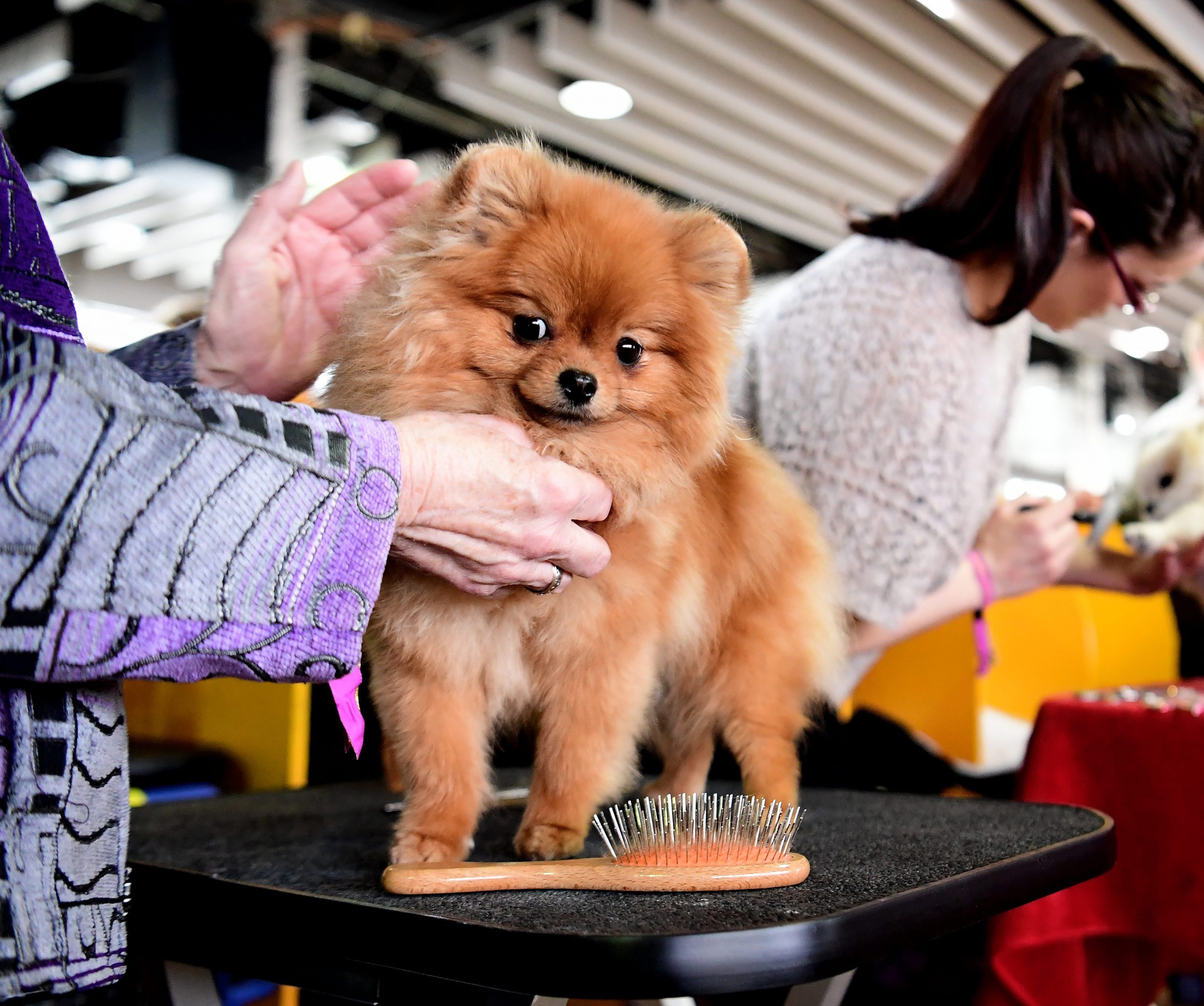 westminster dog show