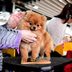 The 13 Funniest Names of Westminster Show Dogs