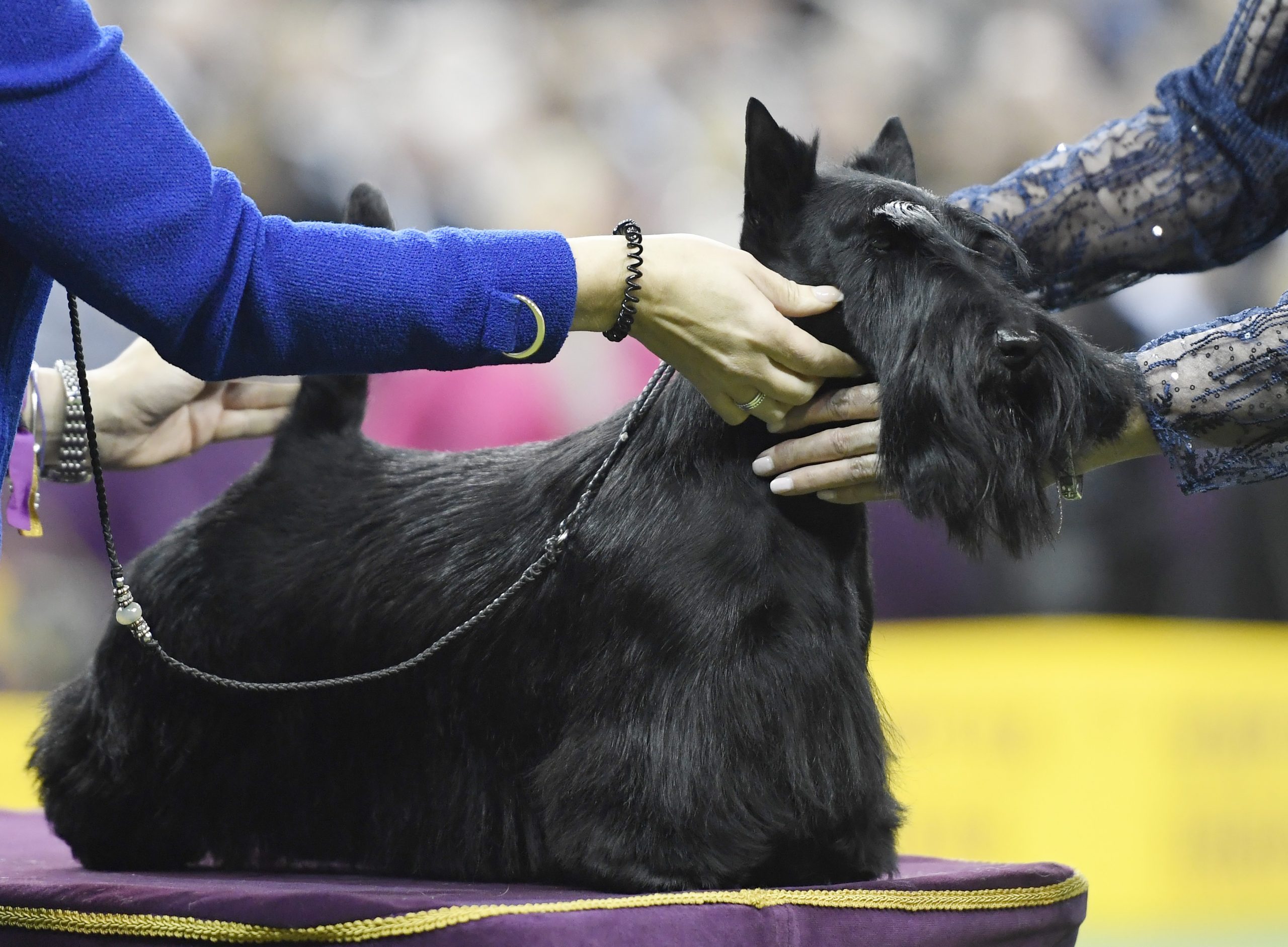 Scottish Terrier westminster