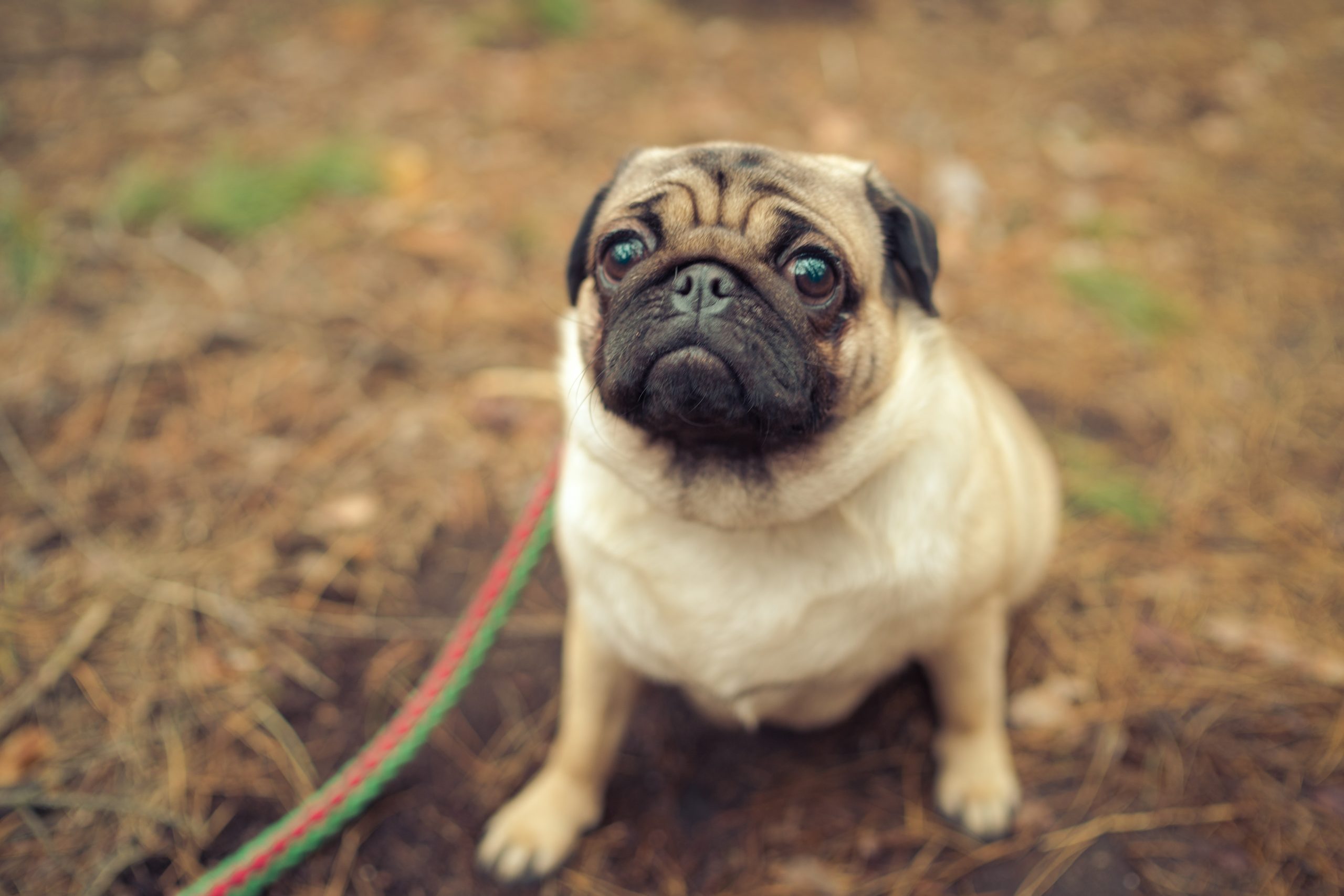 Cute pug dog sitting on ground