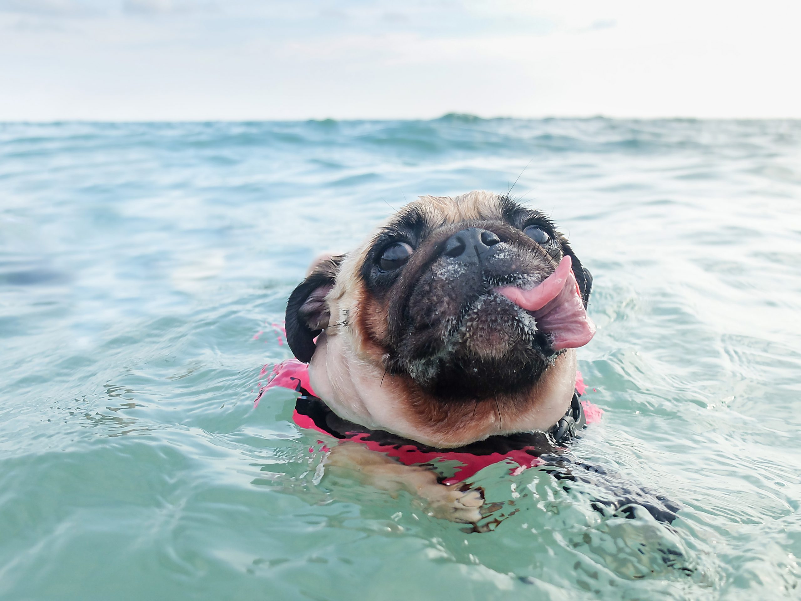 Pug dog swims in a crystal clear sea