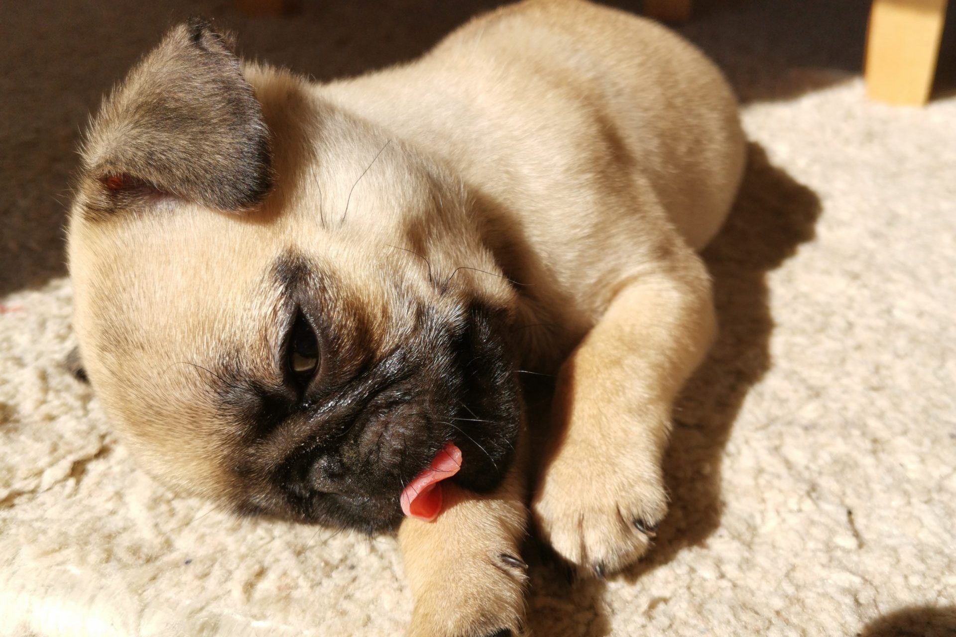 Pug puppy cute dog