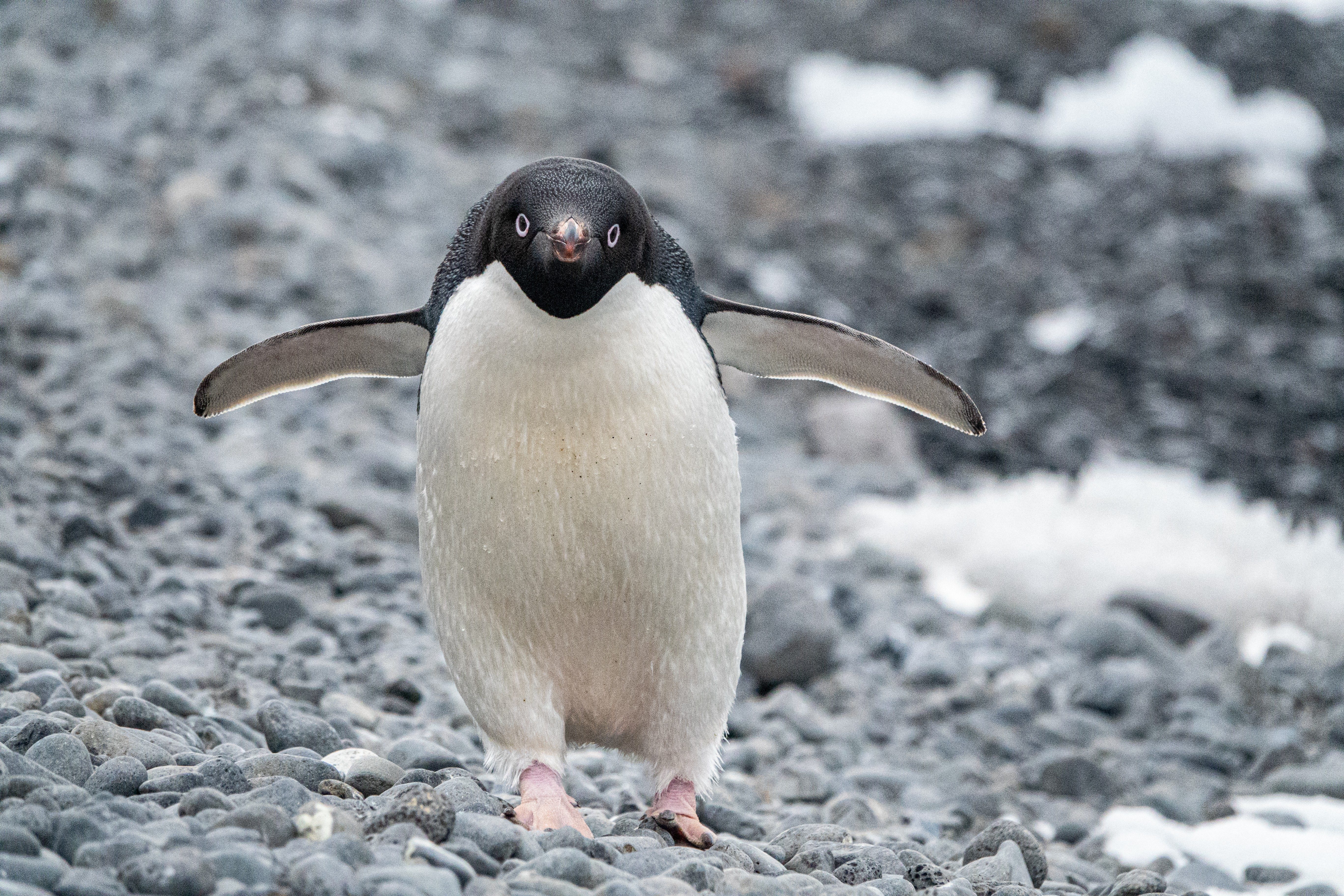 adelie penguin