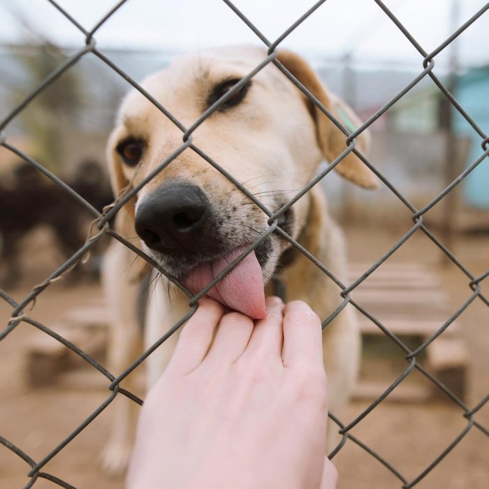 Dog licking human hand through fence in animal shelter