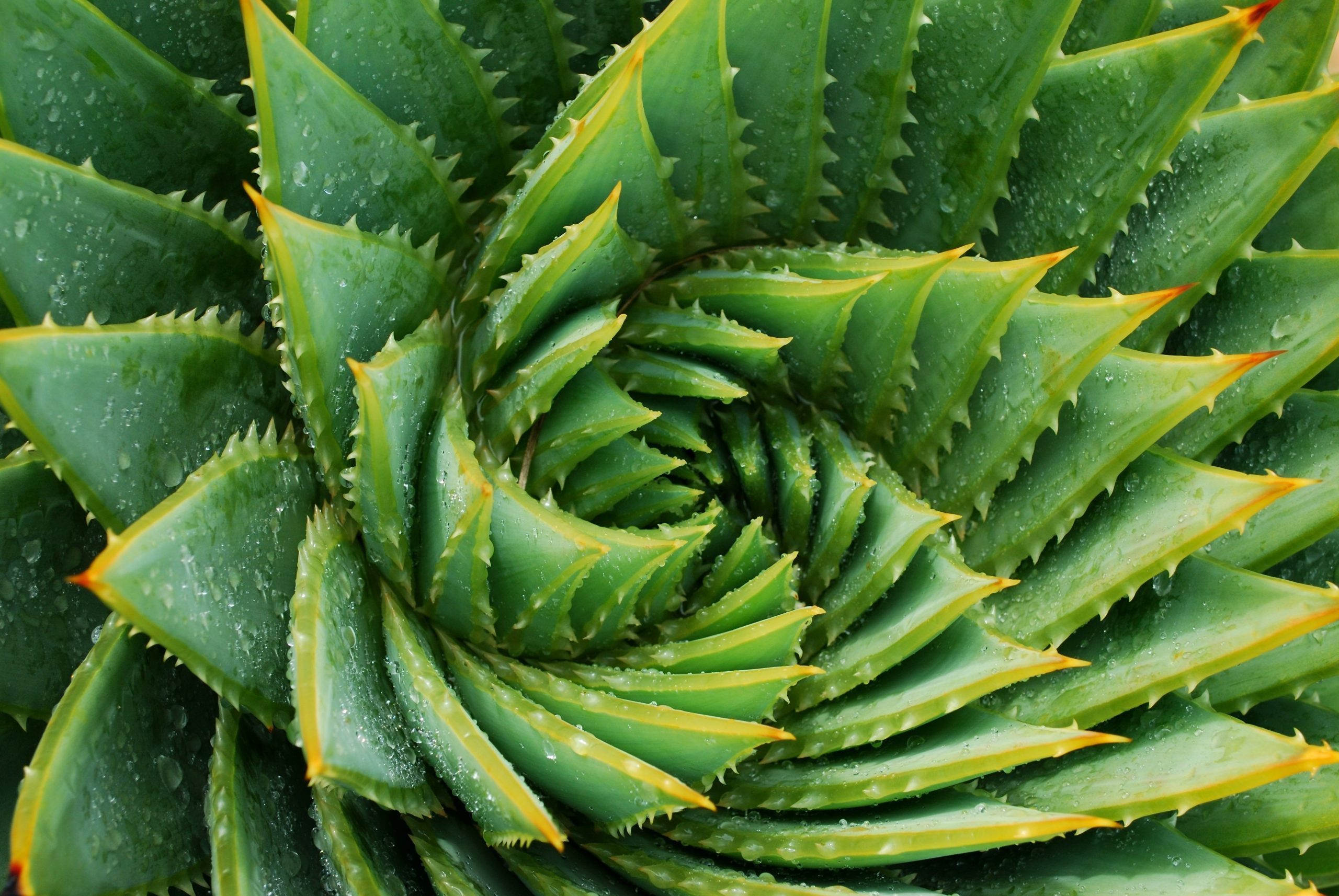 succulent plant
