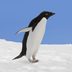 7 Penguin Secrets That Were Hidden for a Century