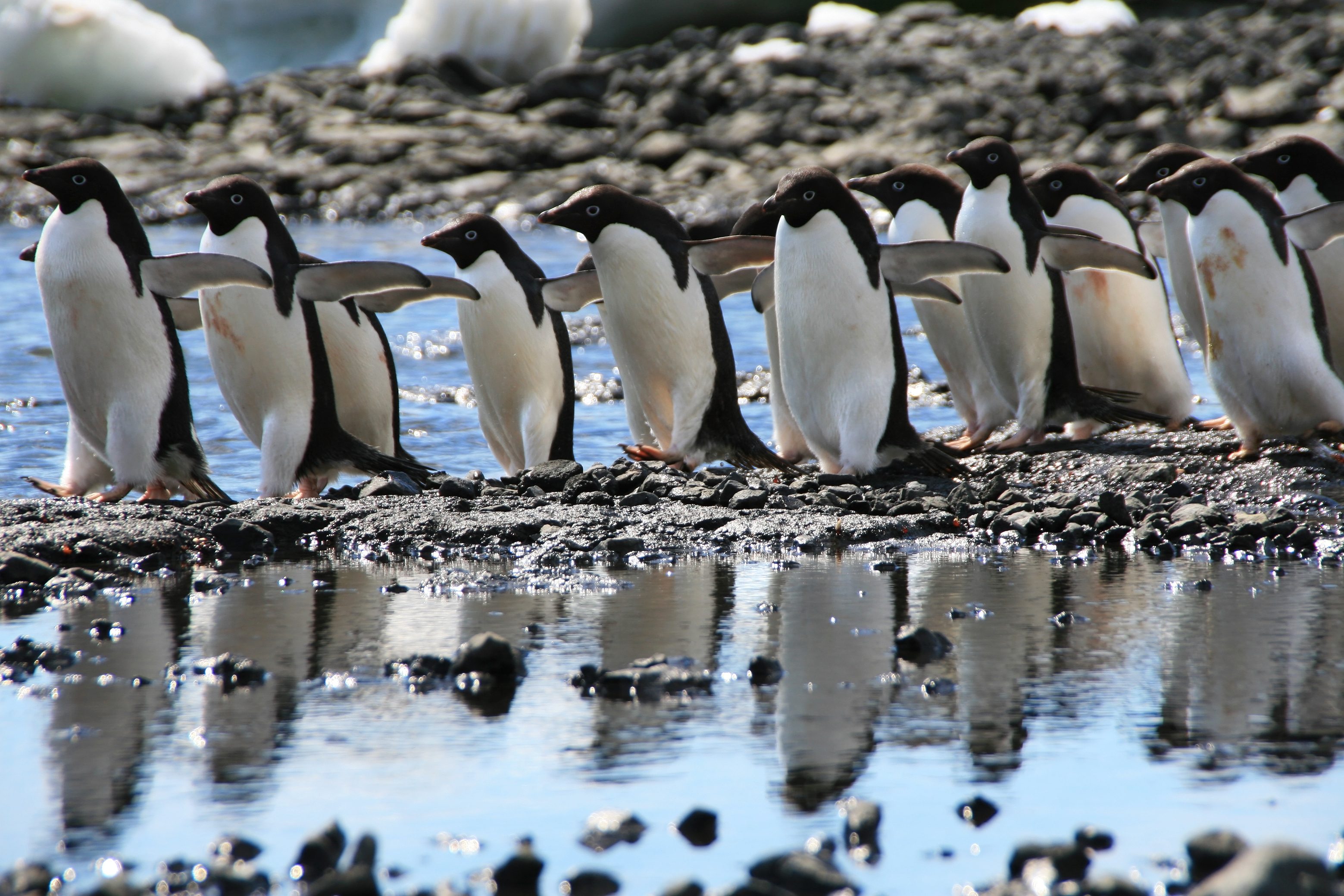 adele penguins