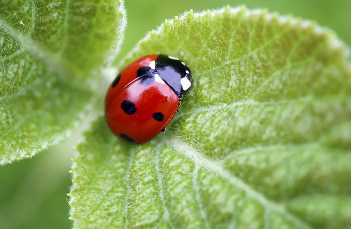 lady bug