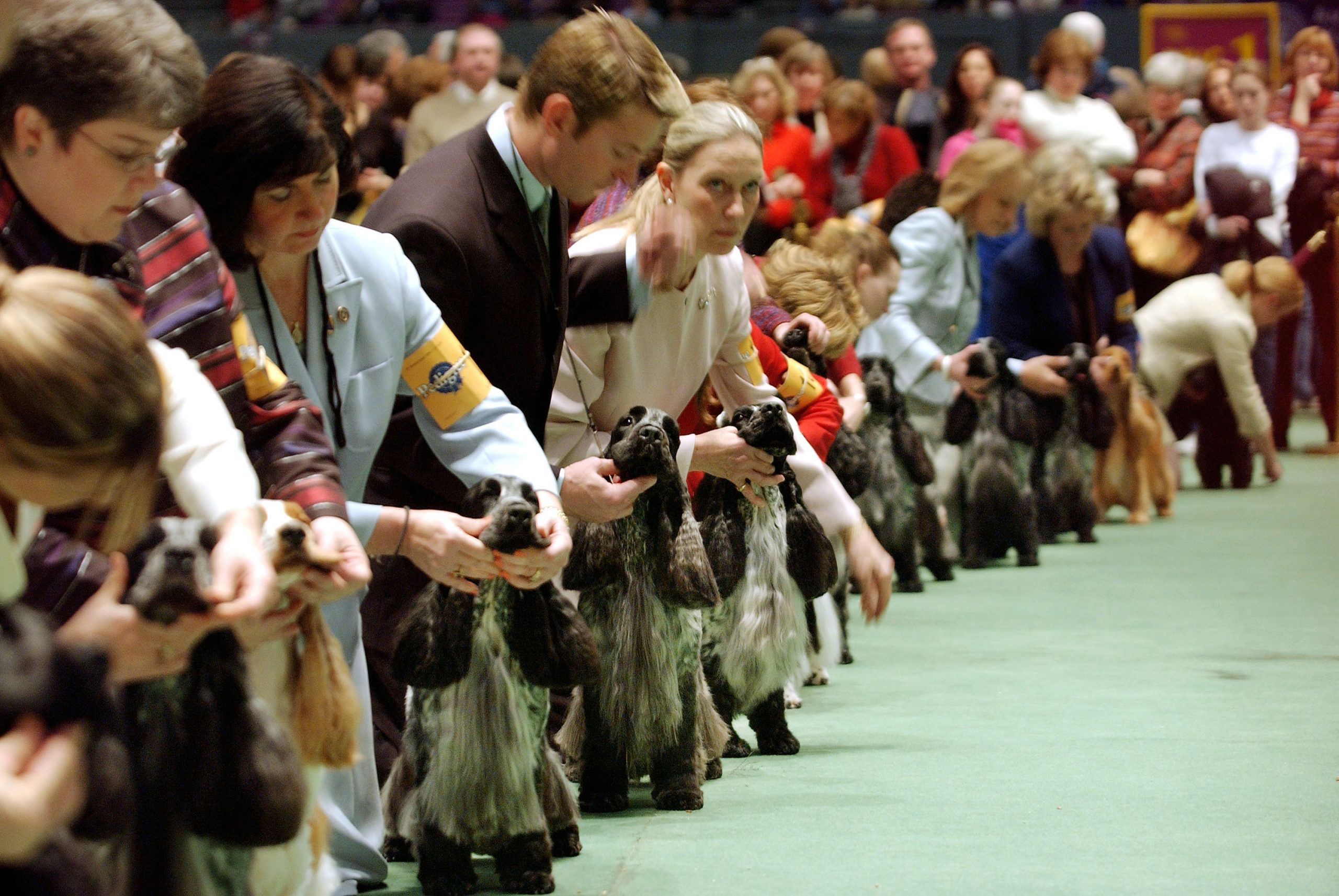 american cocker spaniel westminster dog show