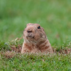 Groundhog