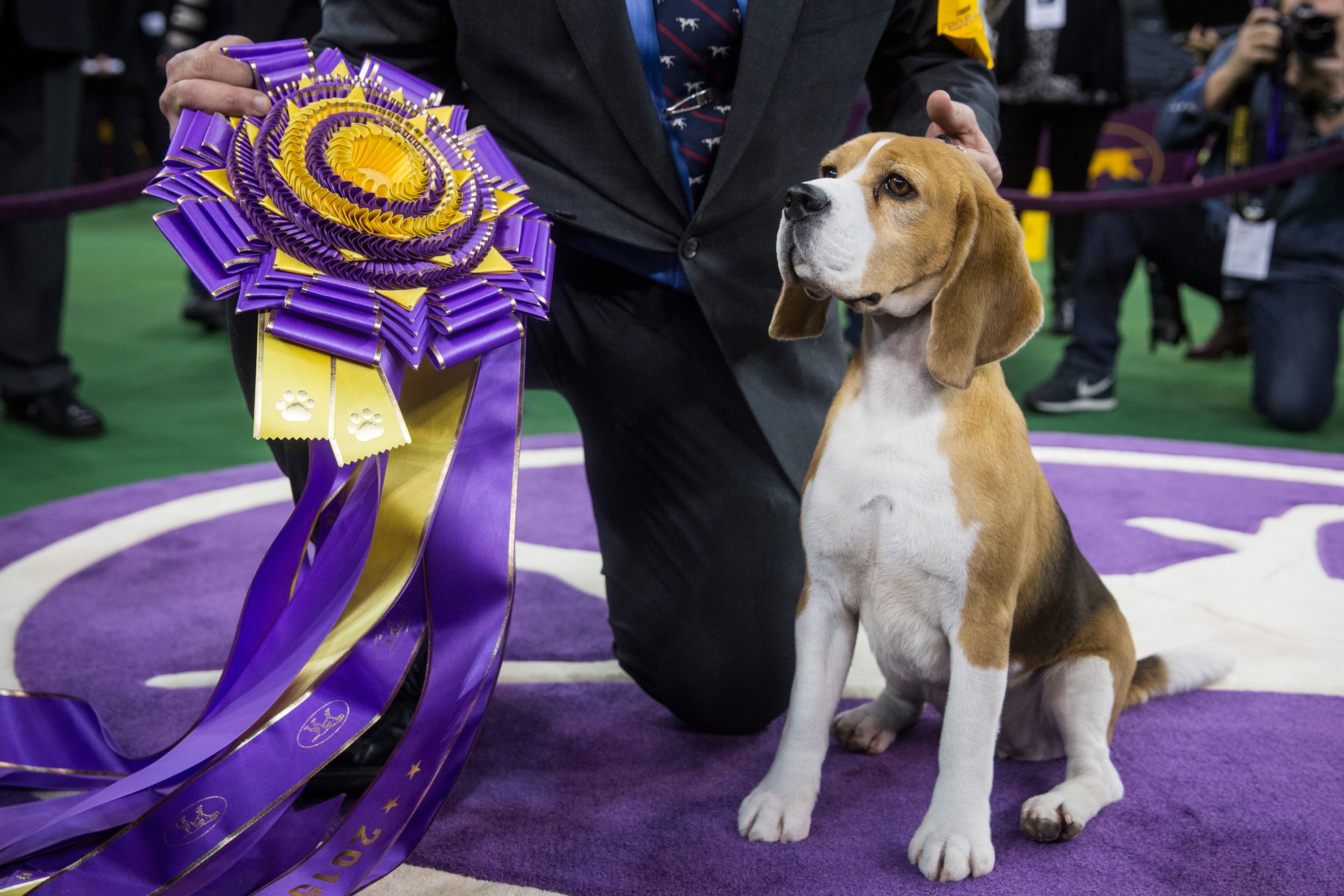 westminster dog show winner best in show prize