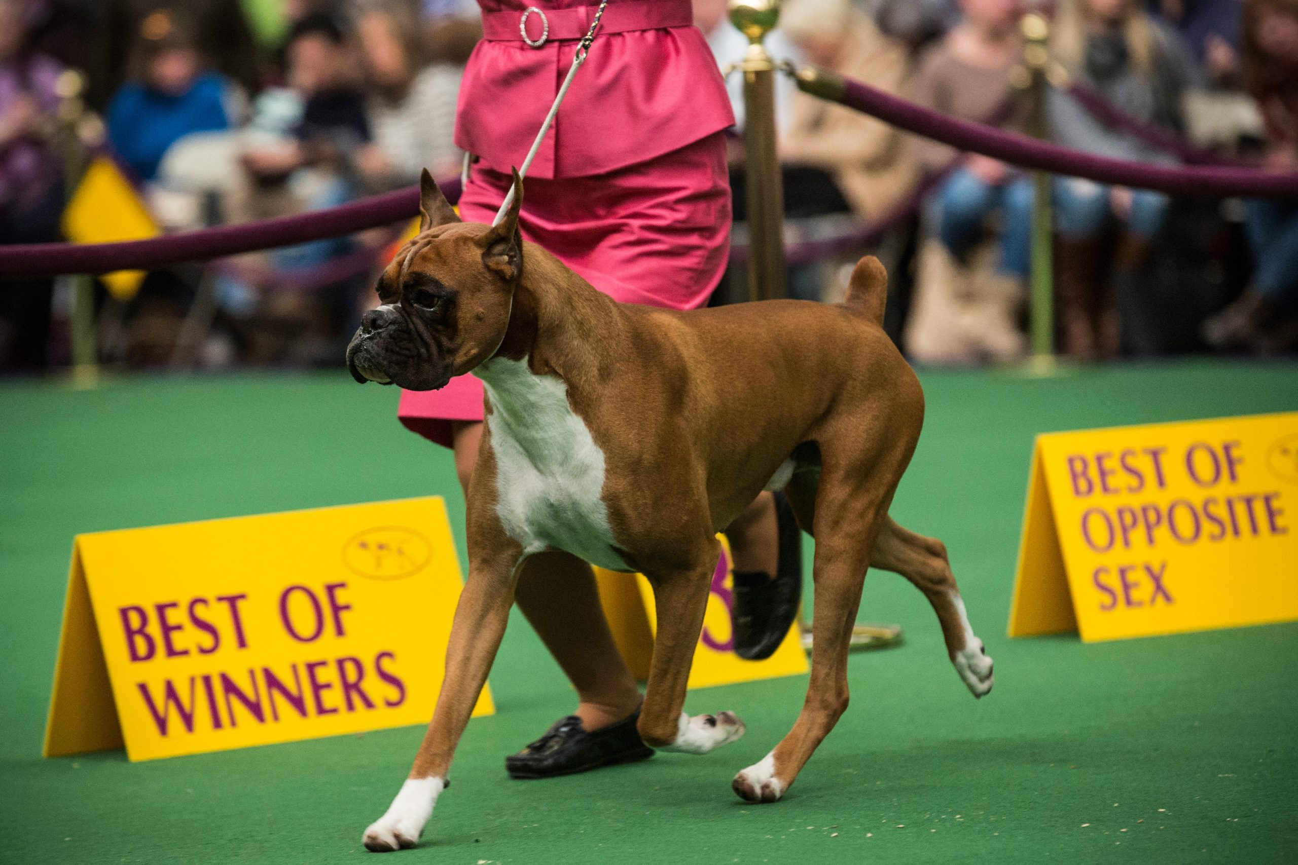 boxer westminster