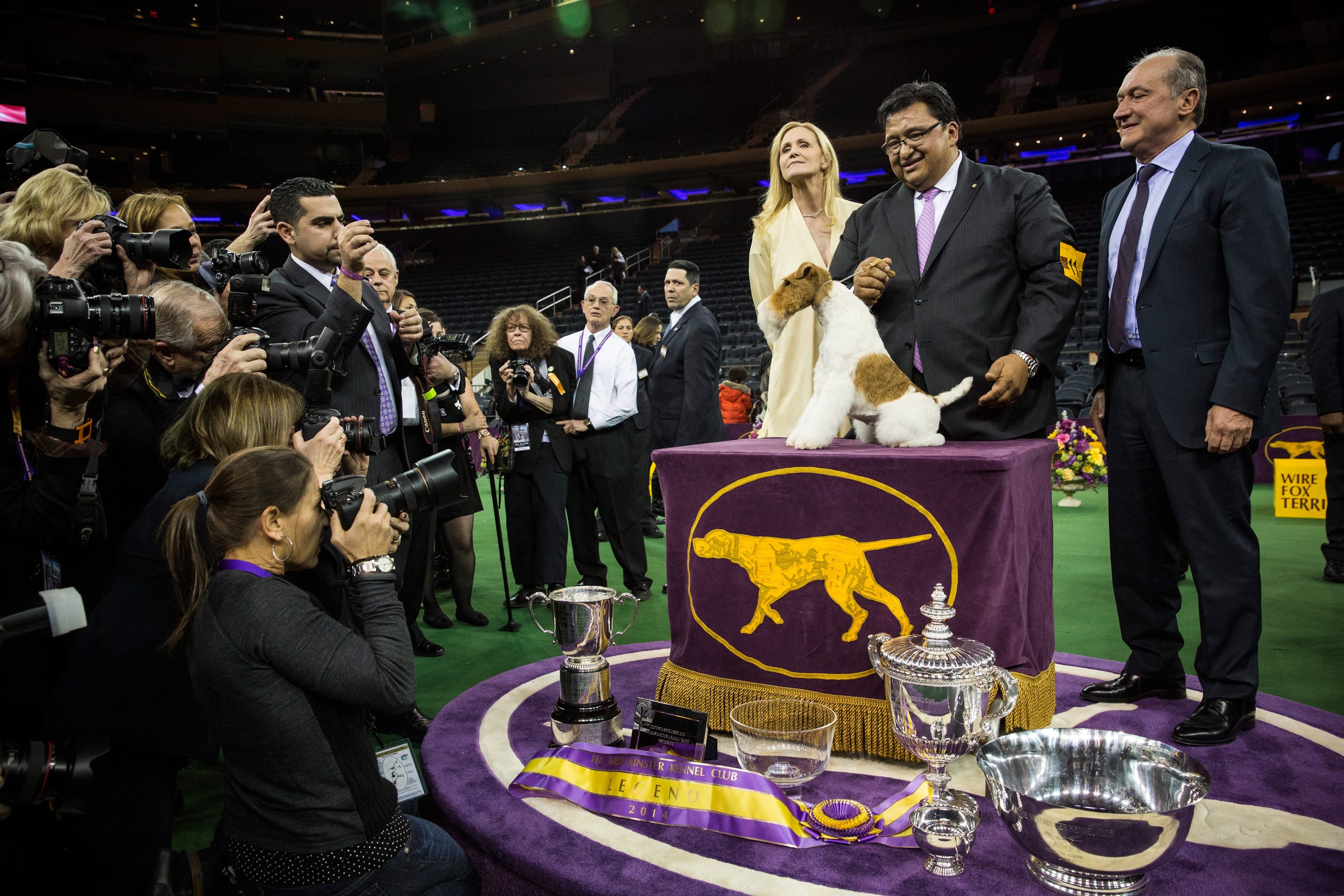 westminster dog show winner