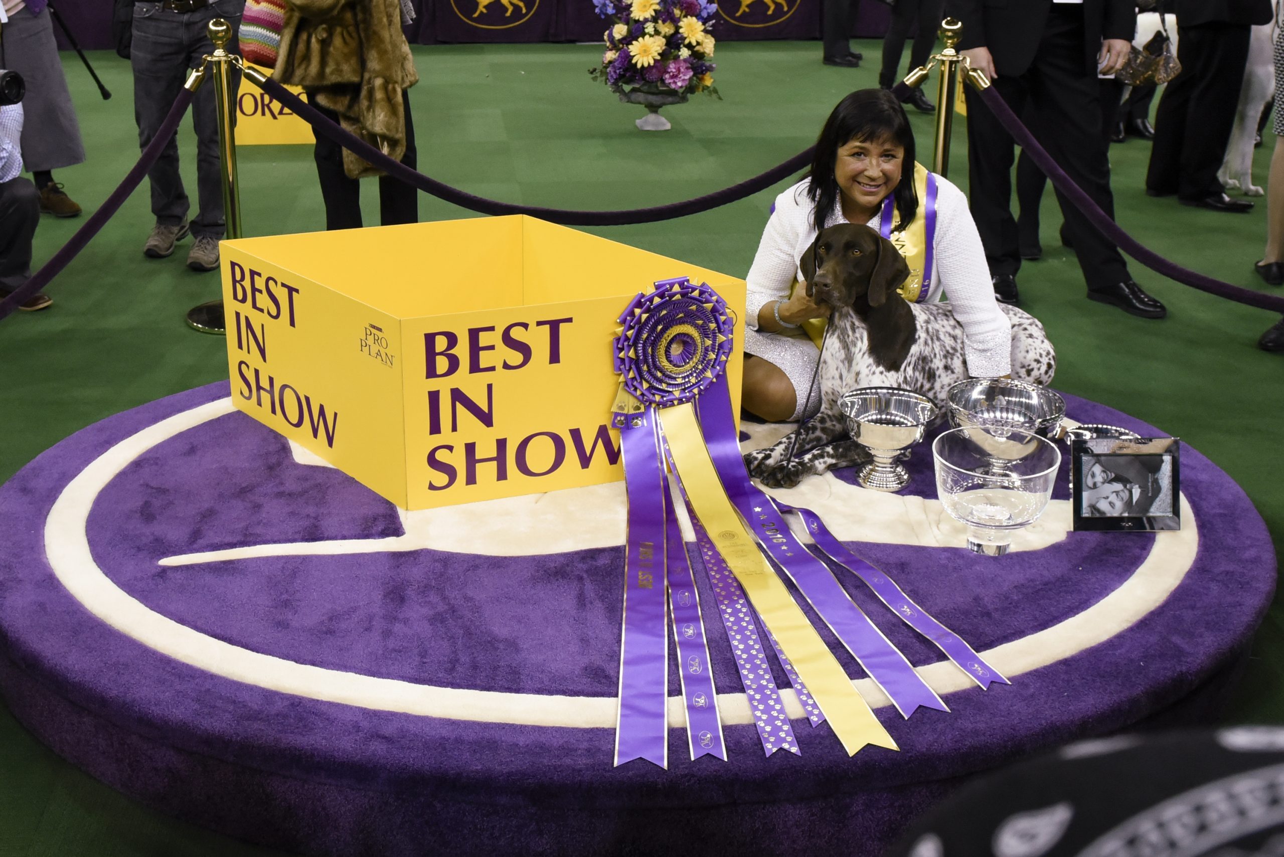 Here’s How Much Money Westminster Dog Show Winners Earn