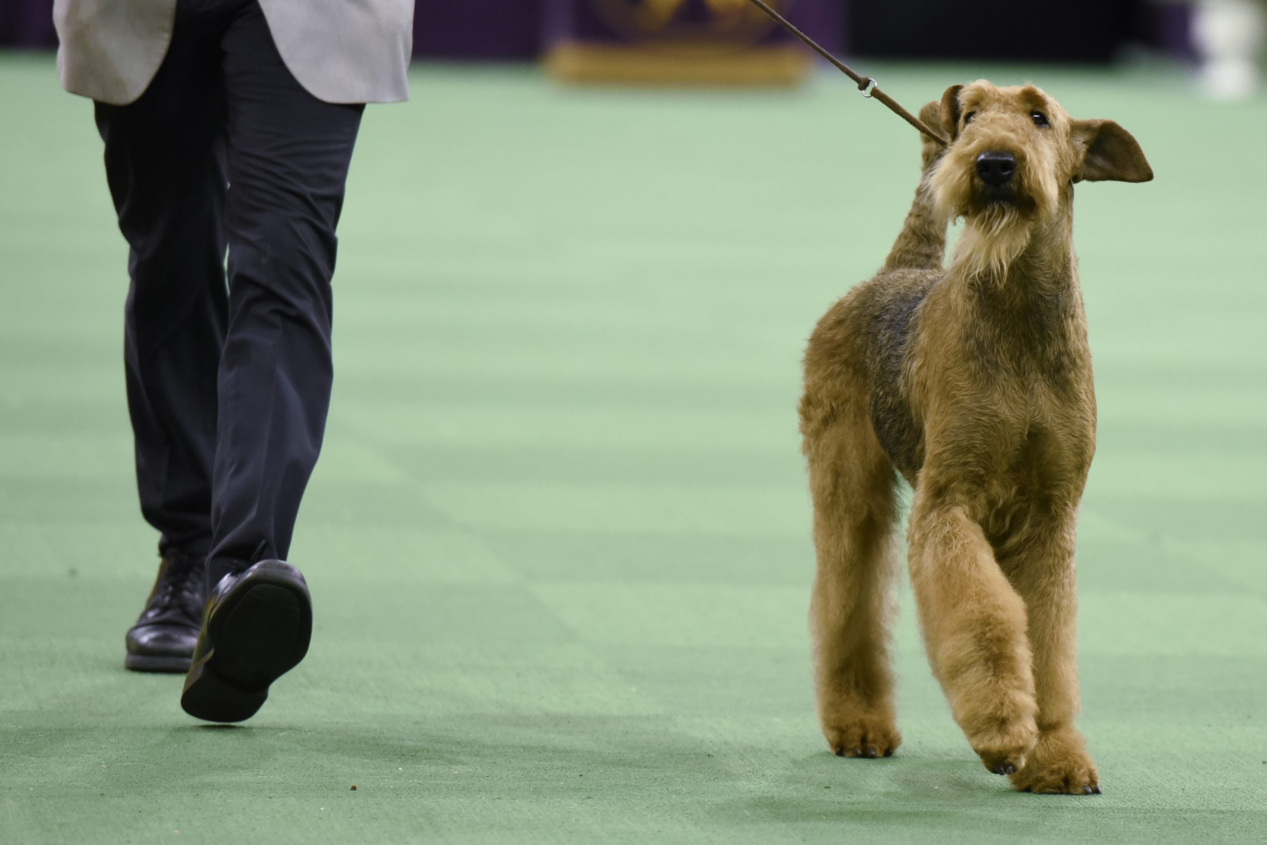 Airedale Terrier westminster winner