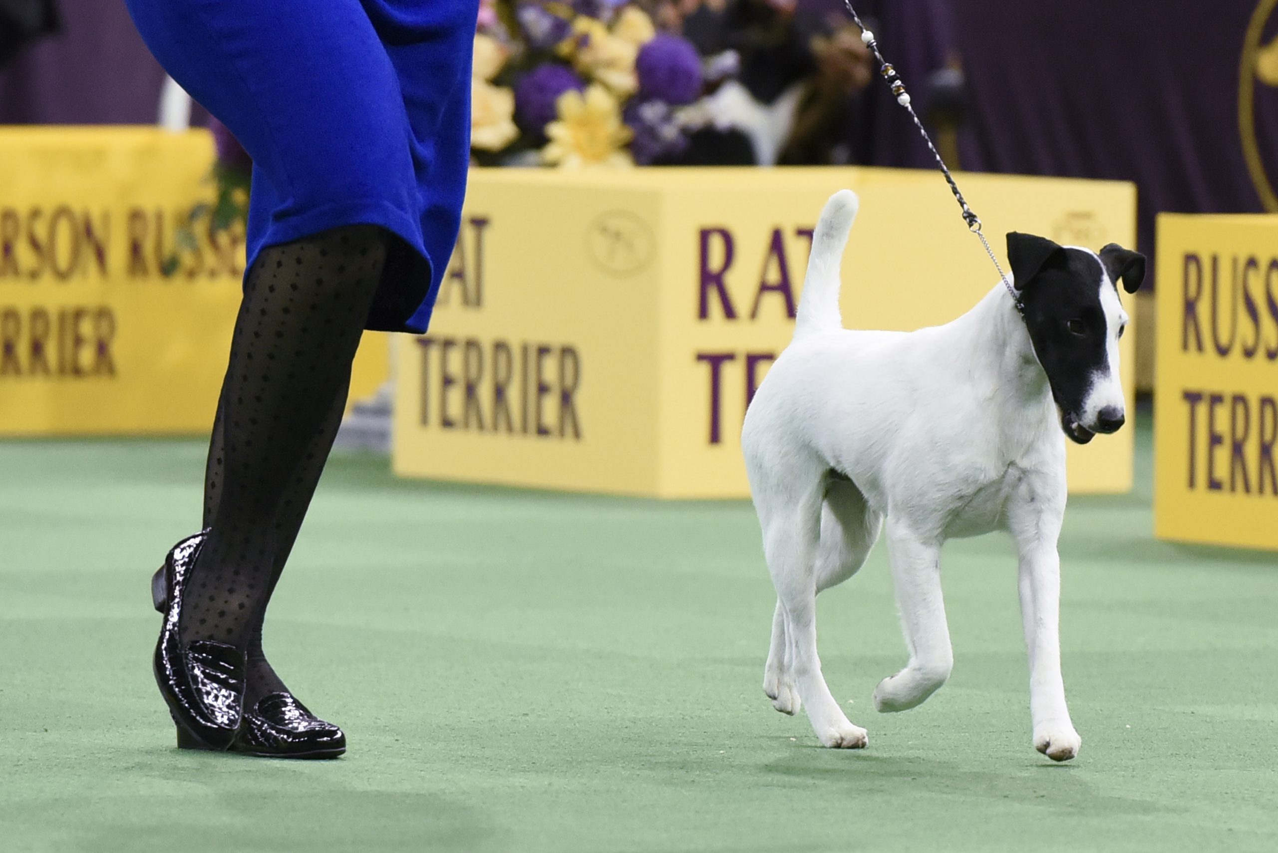 Smooth Fox Terrier 