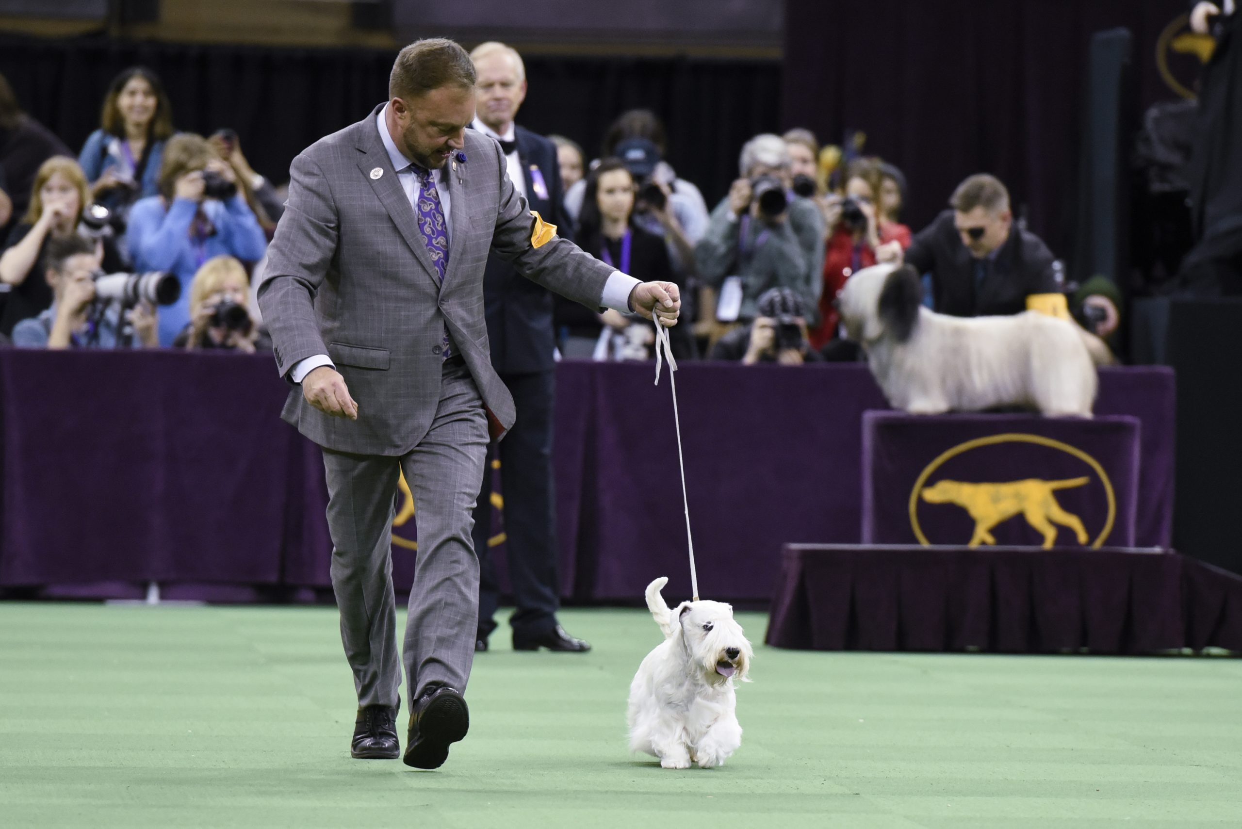 Sealyham Terrier 