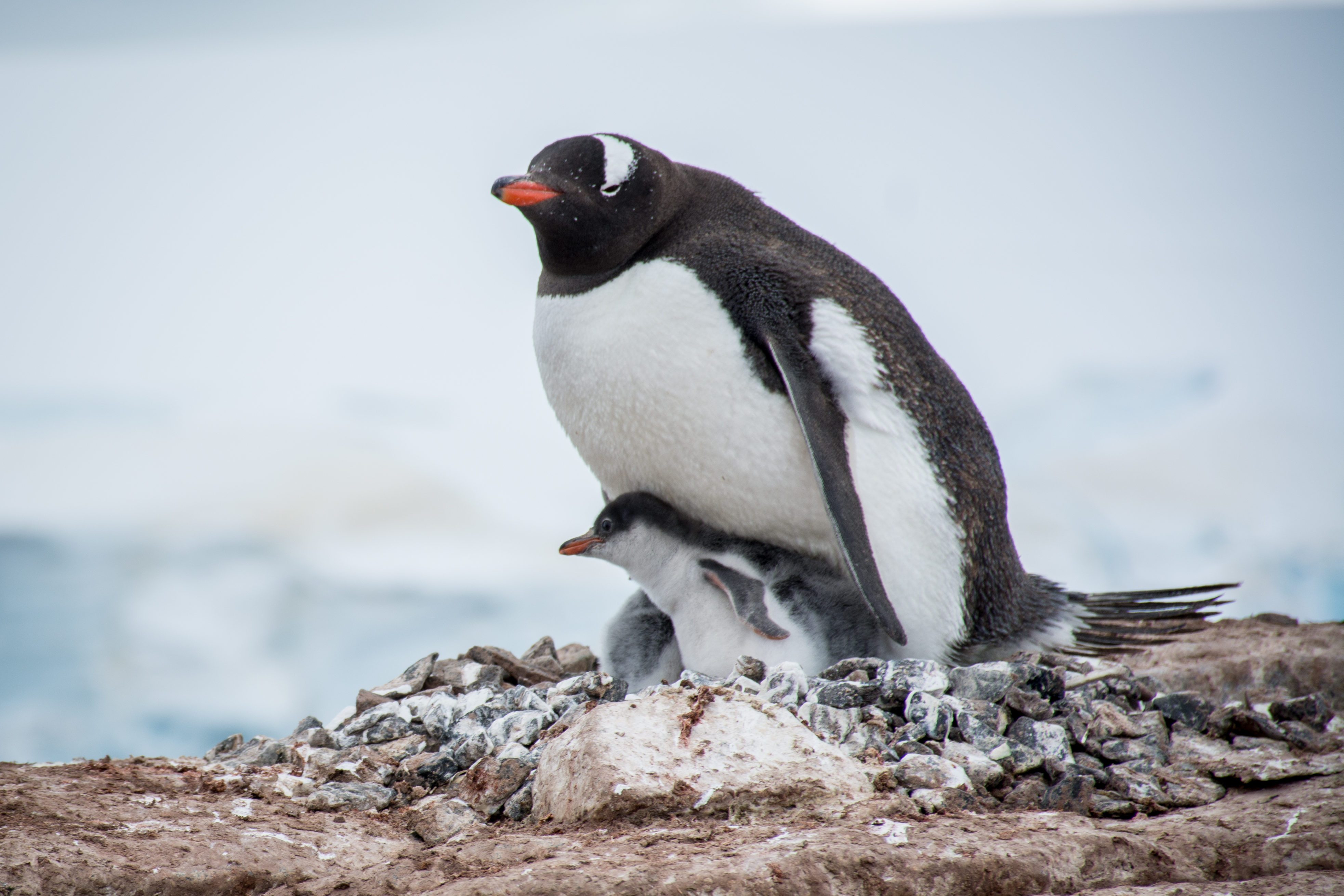 adelie penguin mom and baby