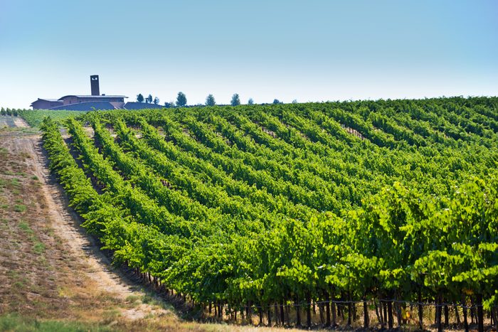 Columbia Valley Vineyard Winery Landscape of Kirkland, Washington