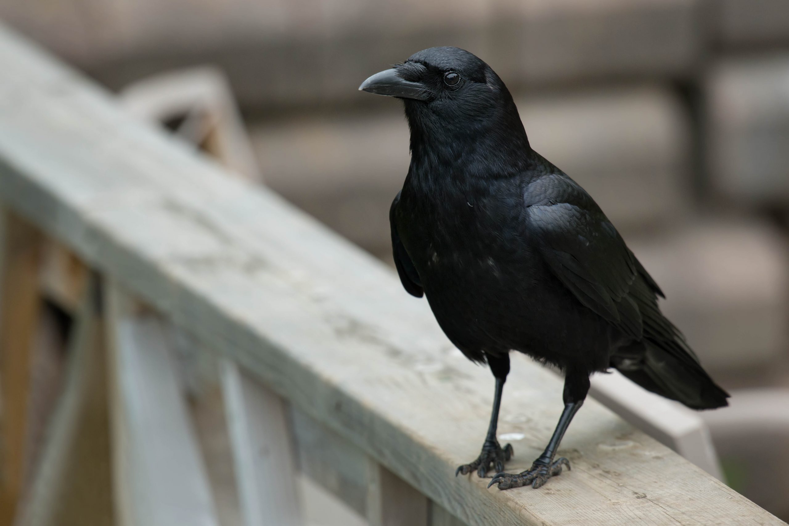 crow