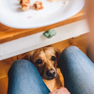 Dog under the table waiting for food