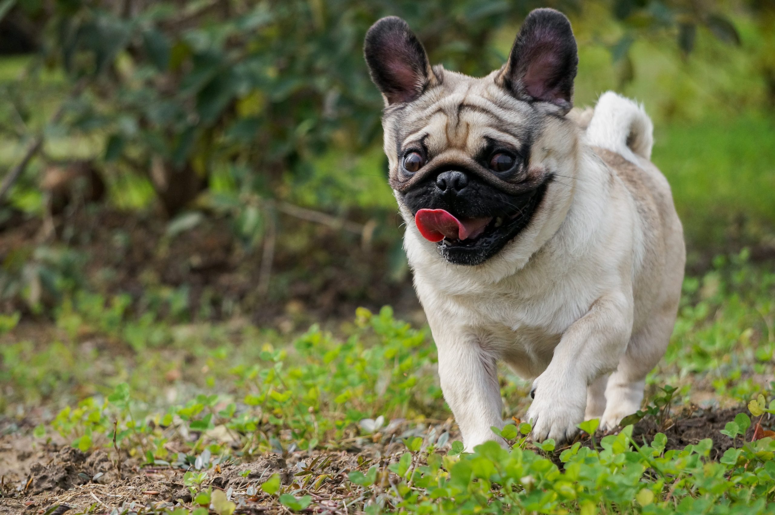running pug ears up cute puppy