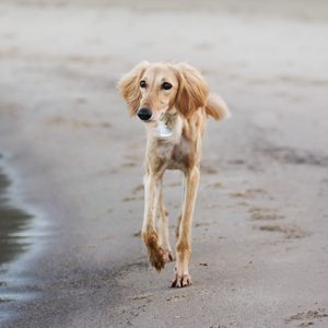 saluki dog