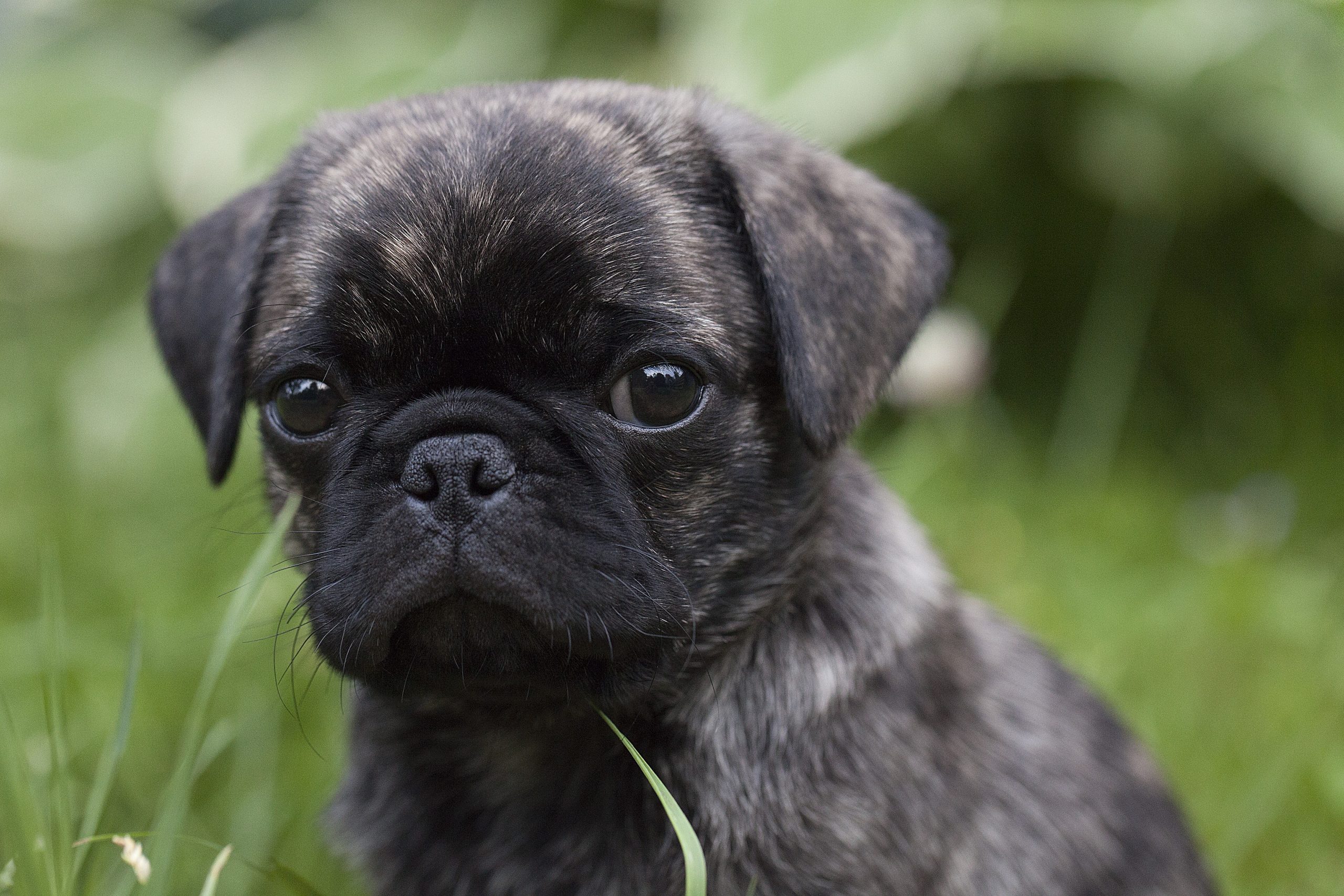 Brindle pug puppy cute pug