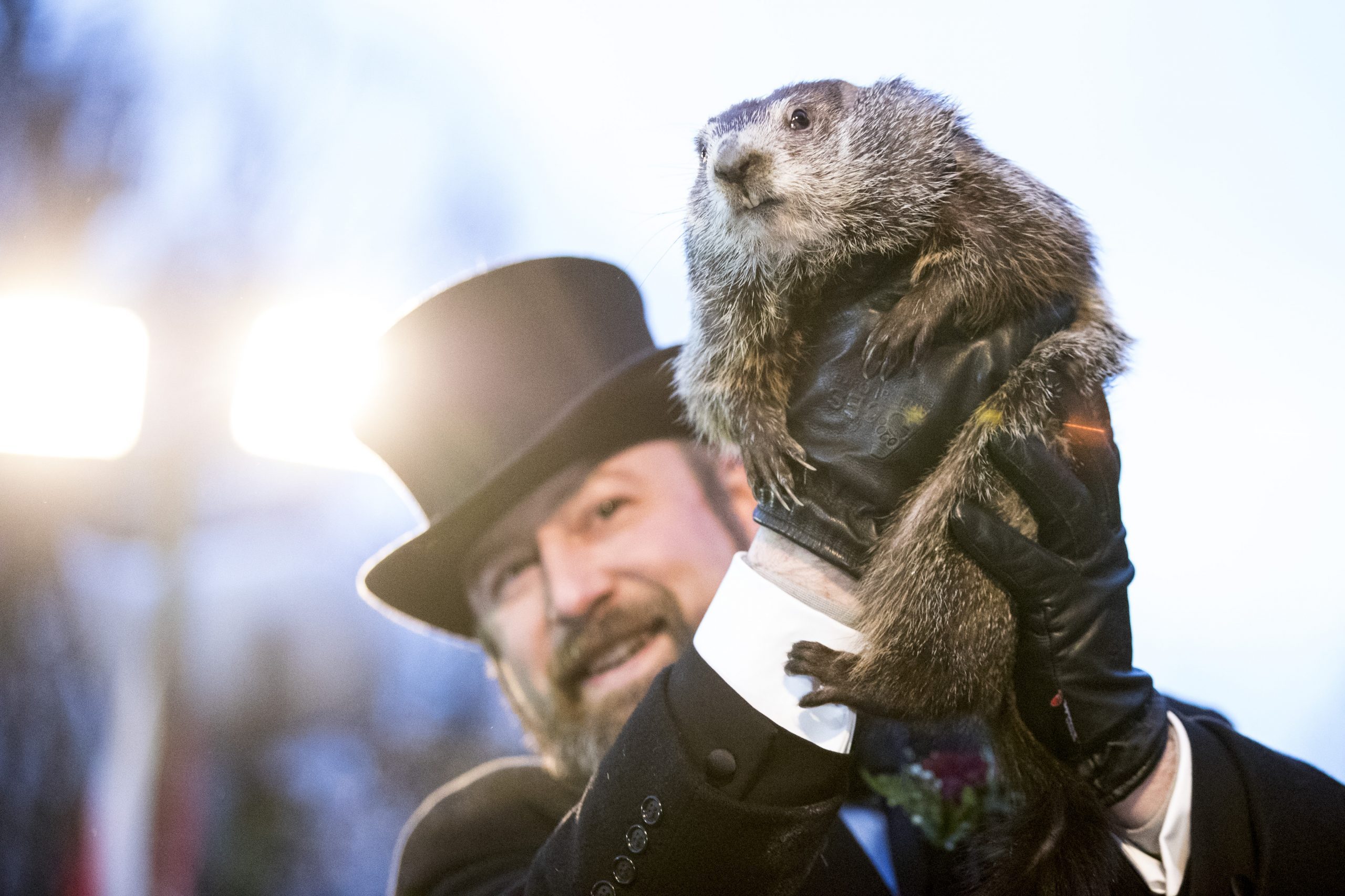 10 Famous Groundhogs Besides Punxsutawney Phil