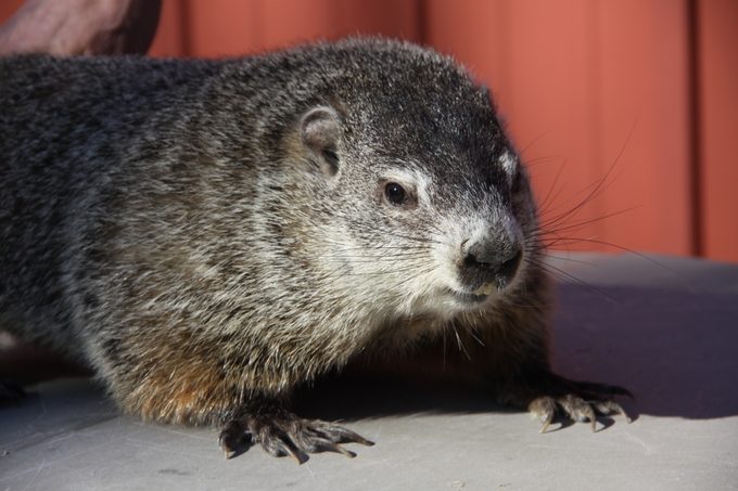buckeye chuck groundhog