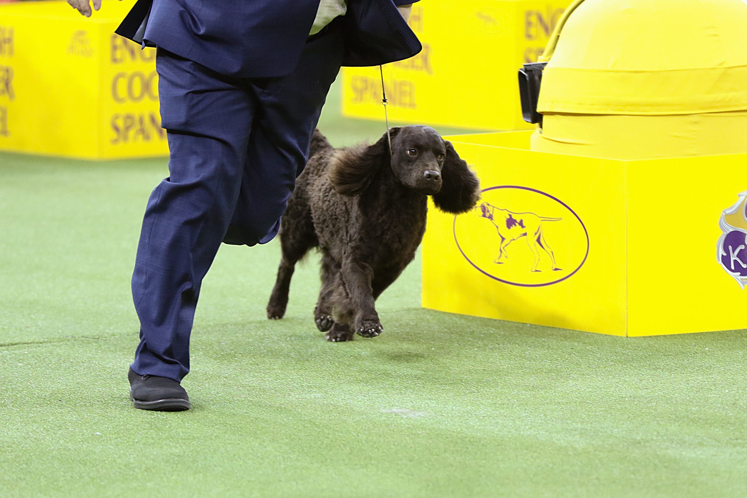 blew american water spaniel