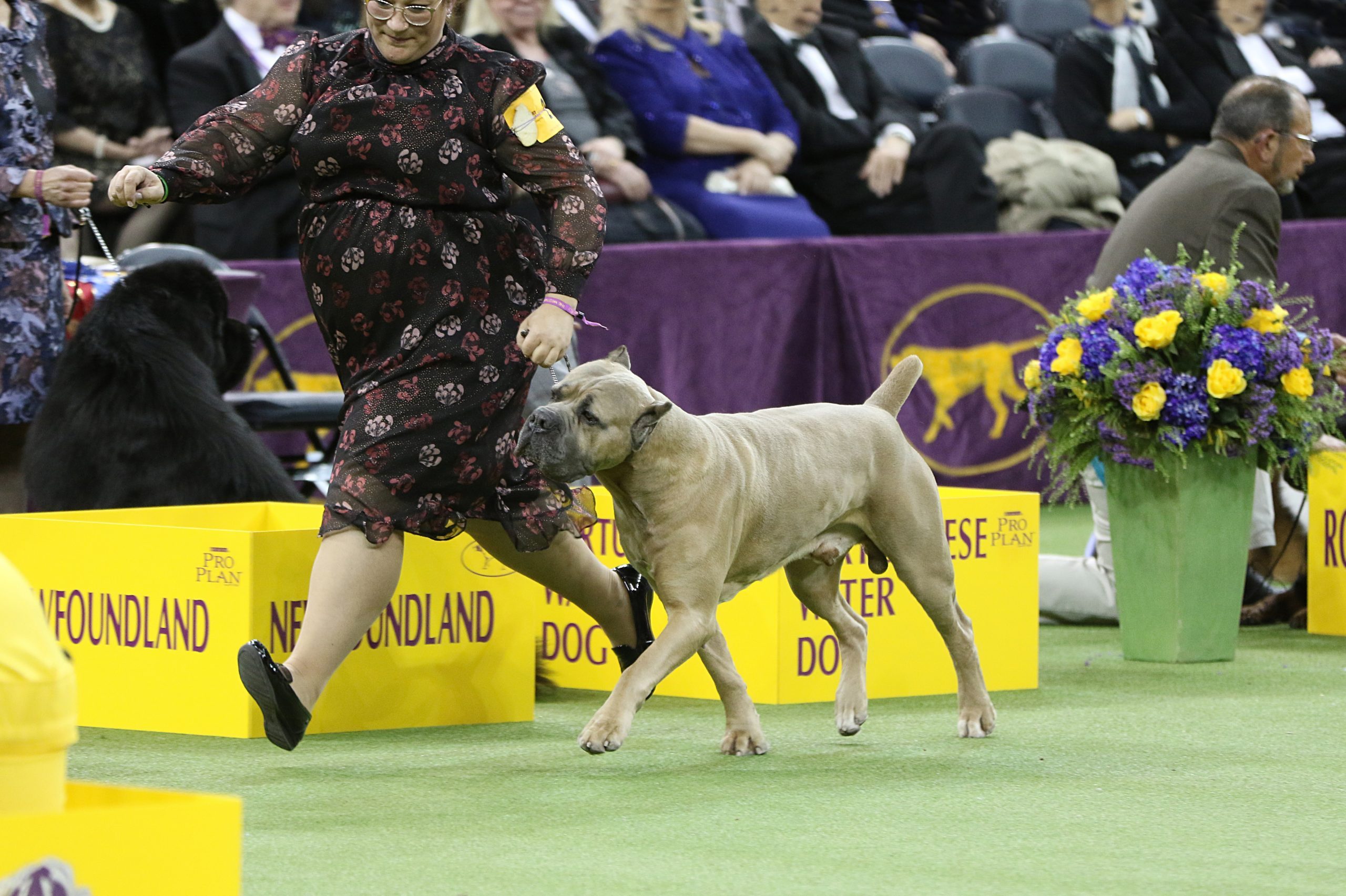 cane corso hudson