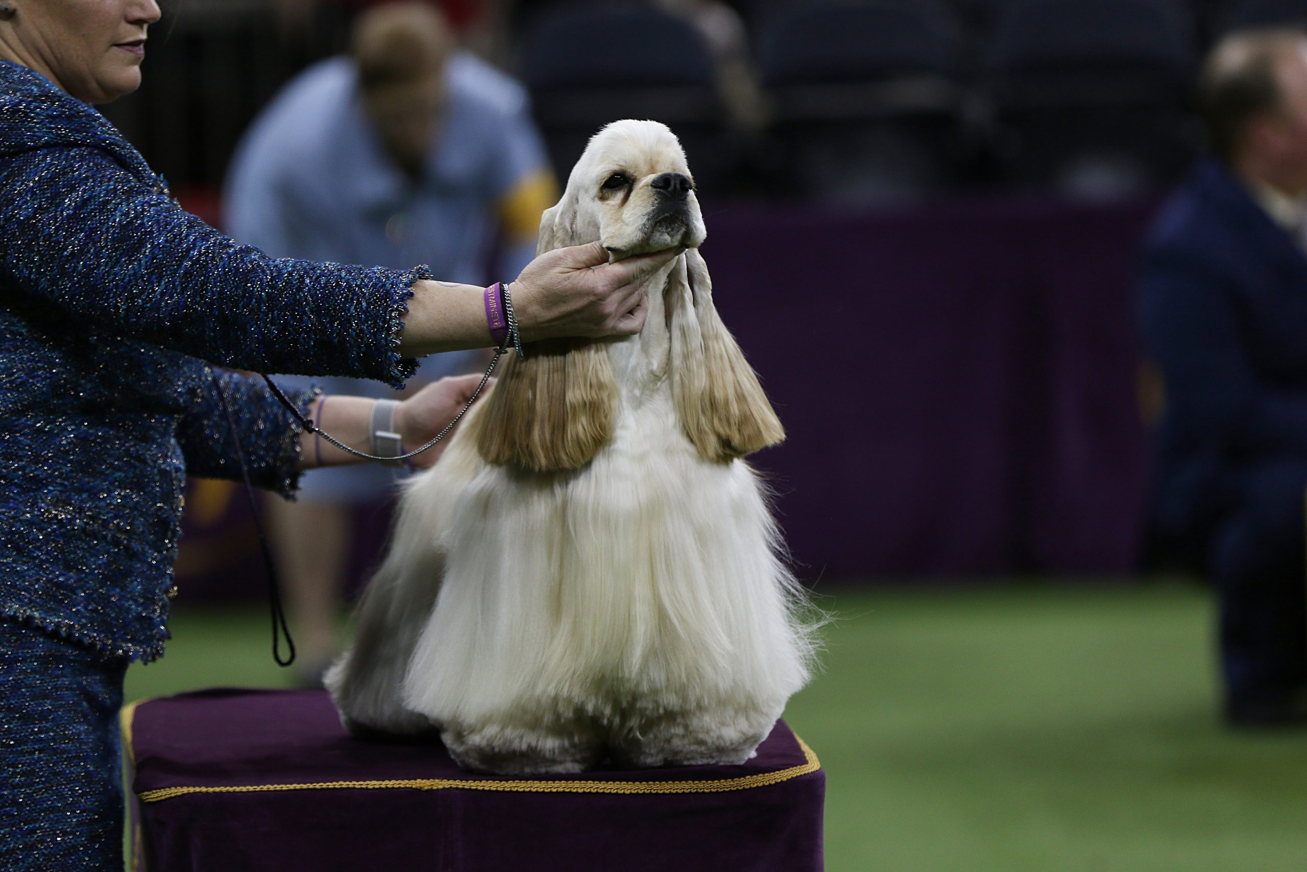 charlie cocker spaniel