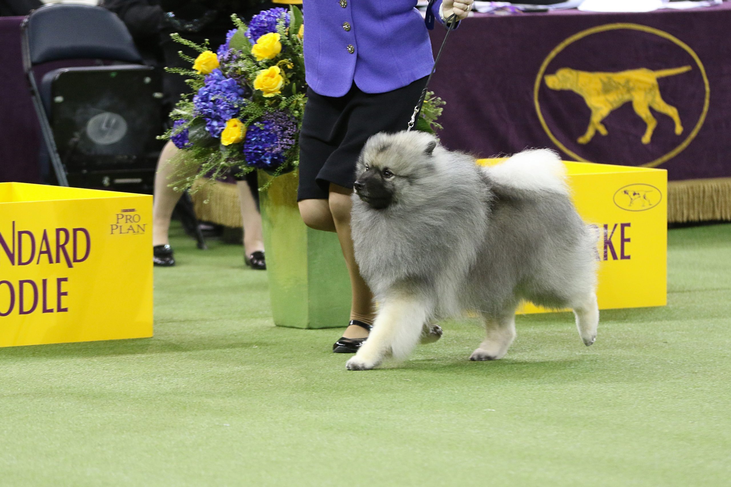 Jango Keeshond