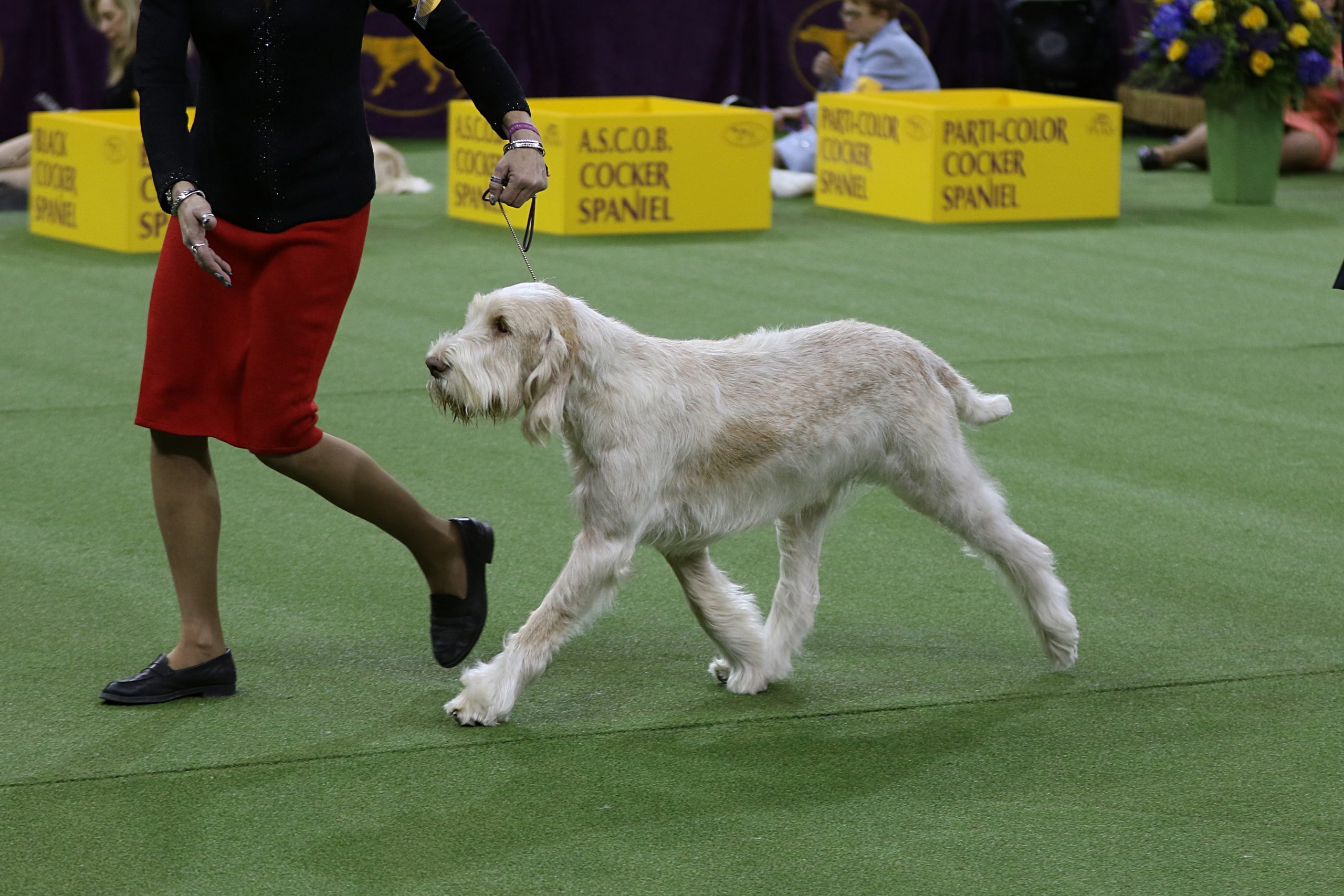 zoli spinoni italiano