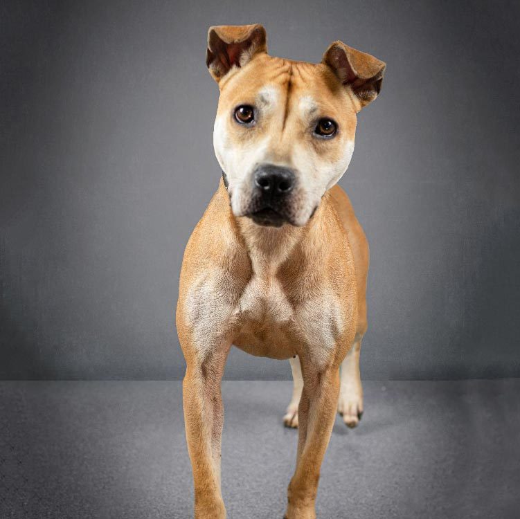 Rd Adopt A Shelter Dogs Amelia Courtesy Lisa Marie Conklin