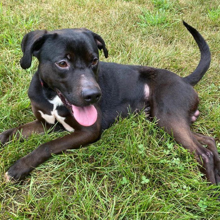 black and white mix breed shelter dog in he grass