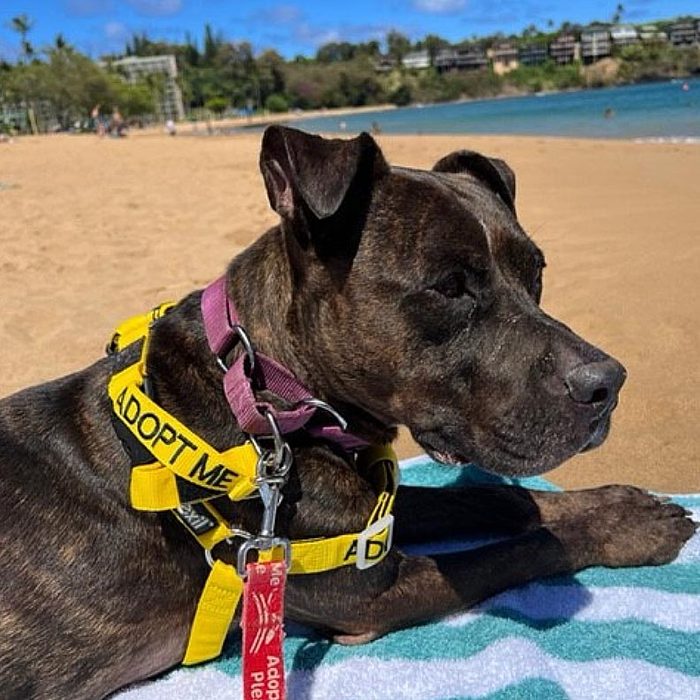 Rd Adopt Shelter Dogs Brindi Irwin Courtesy Lisa Marie Conklin