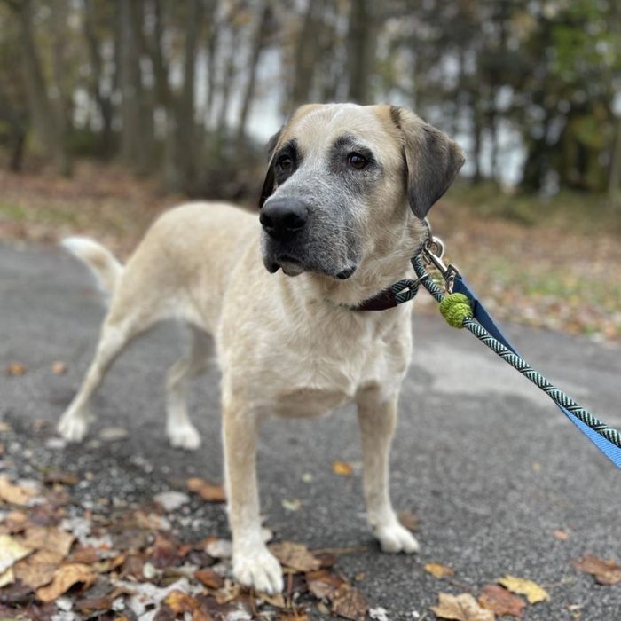 Rd Adopt Shelter Dogs Gertie Courtesy Lisa Marie Conklin