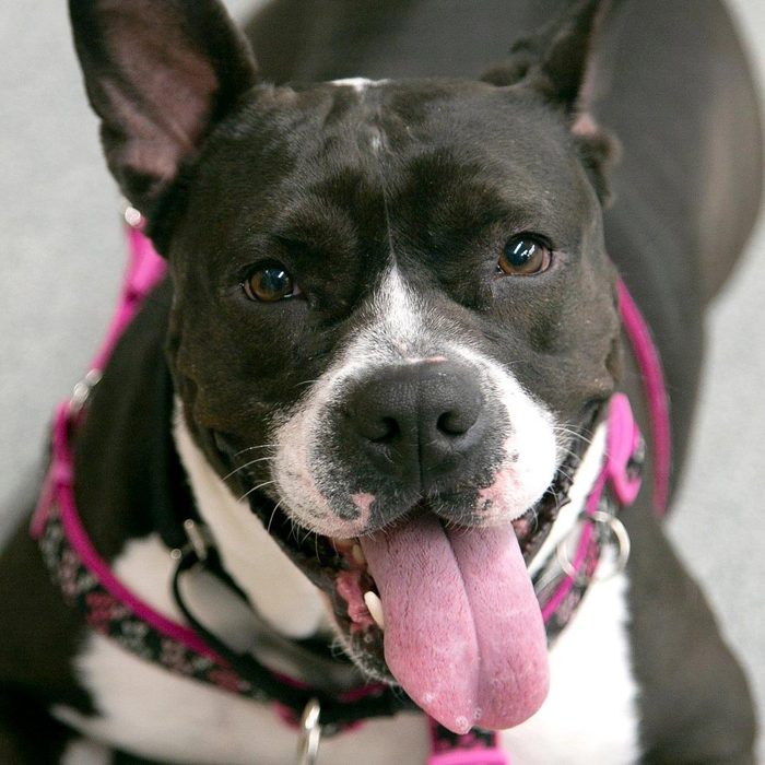 Rd Adopt Shelter Dogs Judy Courtesy Lisa Marie Conklin