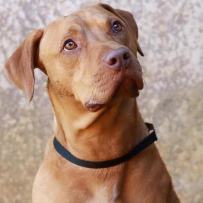 Rd Adopt Shelter Dogs Mo Courtesy Lisa Marie Conklin