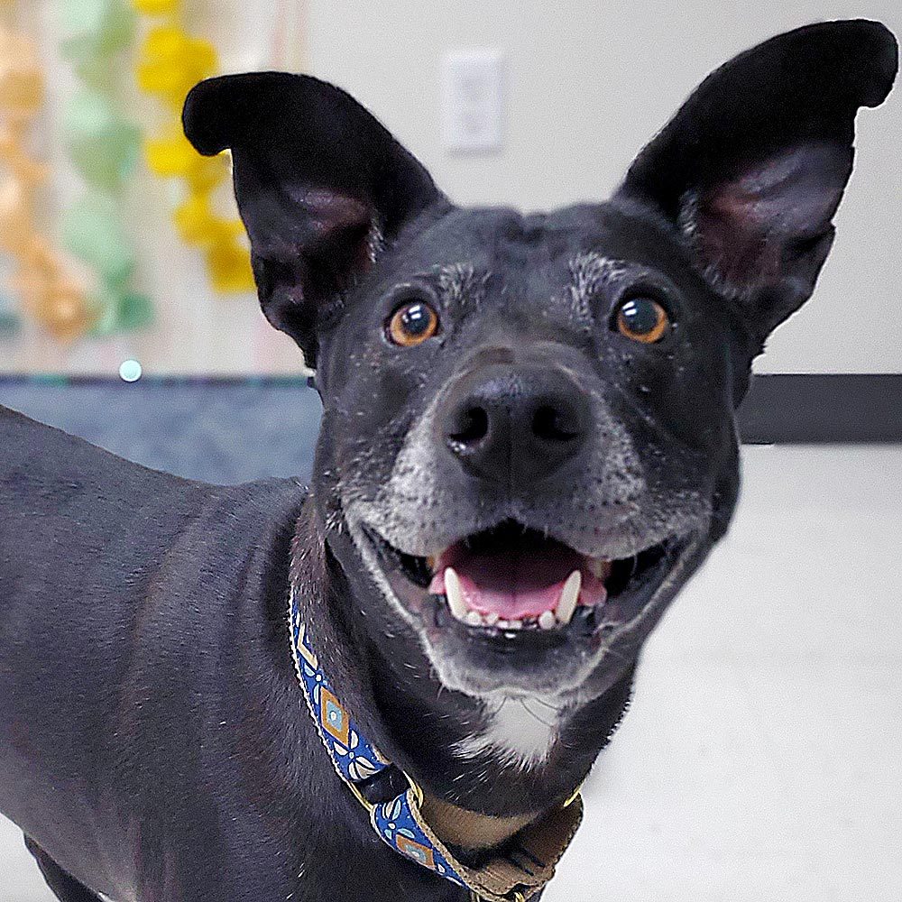 Rd Adopt Shelter Dogs Apollo Courtesy Lisa Marie Conklin