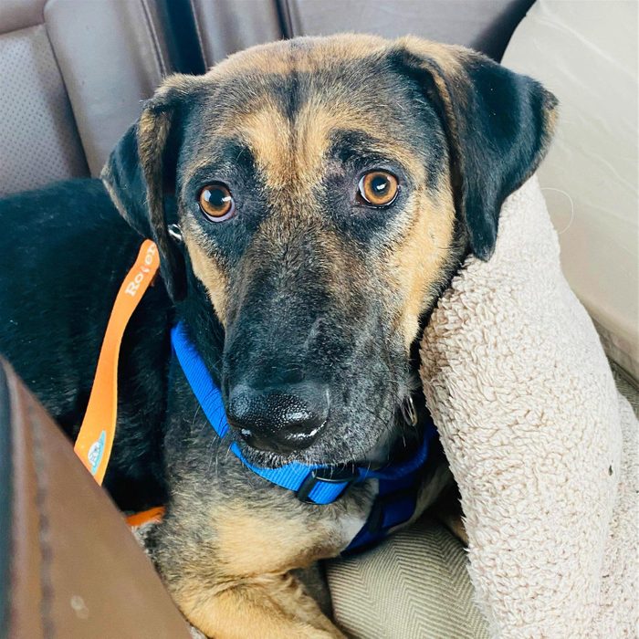 Rd Adopt Shelter Dogs Camila Claus Courtesy Lisa Marie Conklin