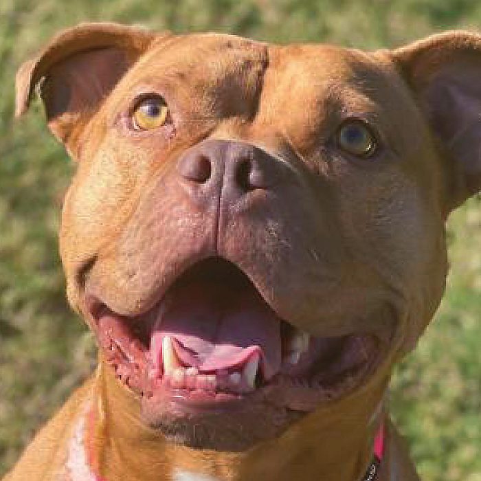 Rd Adopt Shelter Dogs Courtesy Bella Boop Lisa Marie Conklin