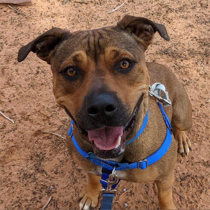 Rd Adopt Shelter Dogs Embers Via La.bestfriends.org