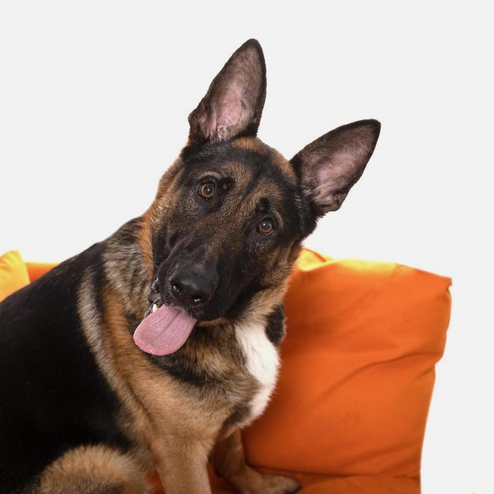 Rd Adopt Shelter Dogs Hercules Via La.bestfriends.org