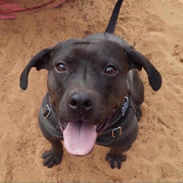 Rd Adopt Shelter Dogs Josie Via La.bestfriends.org