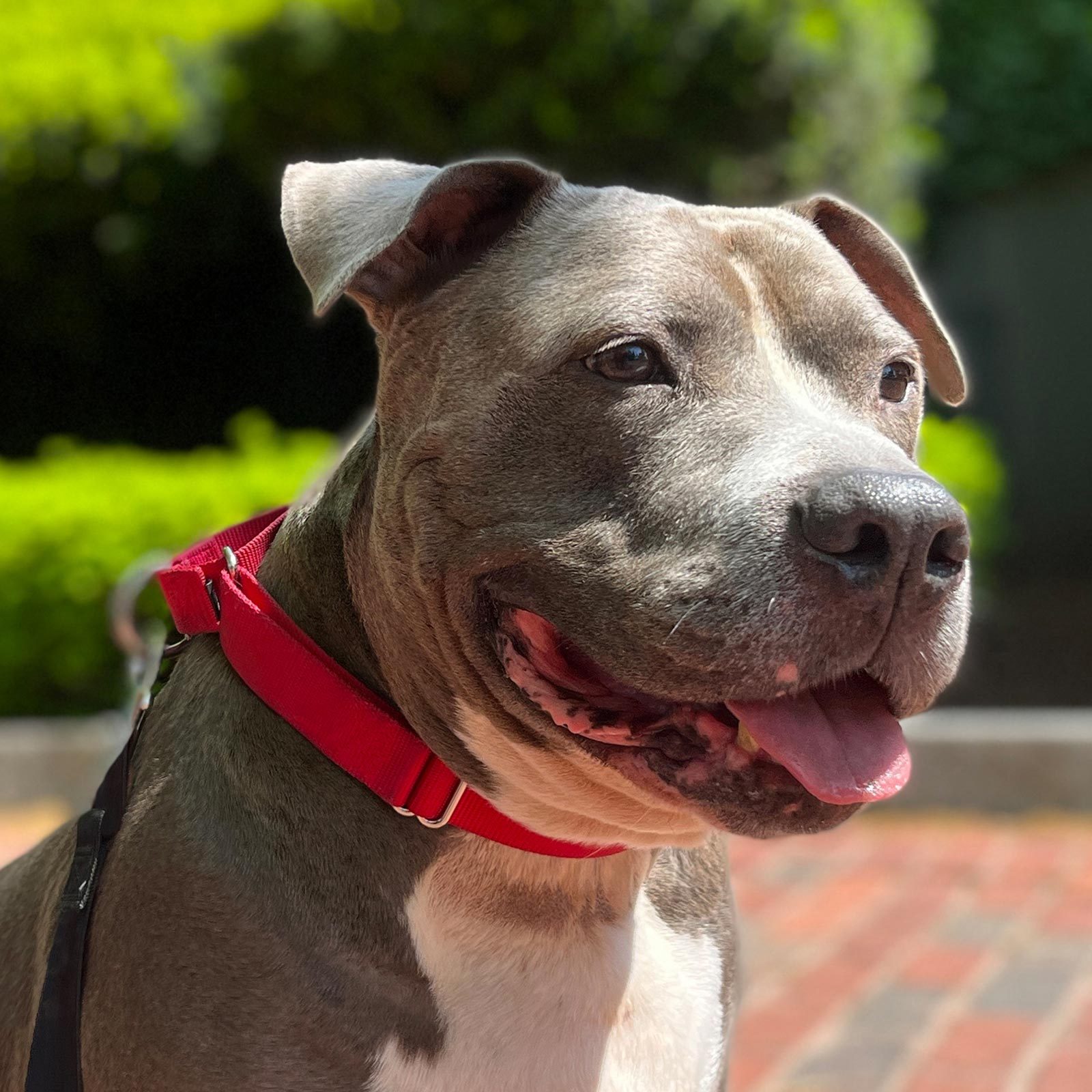 Rd Adopt Shelter Dogs King Kong Courtesy Lisa Marie Conklin