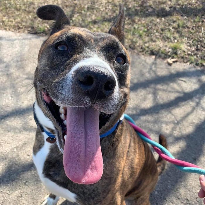 Rd Adopt Shelter Dogs Kona Courtesy Lisa Marie Conklin