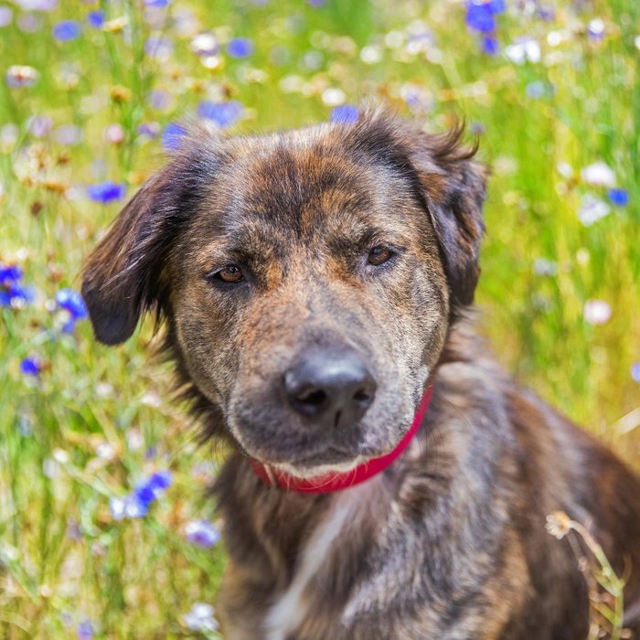 Rd Adopt Shelter Dogs Maddie Courtesy Lisa Marie Conklin